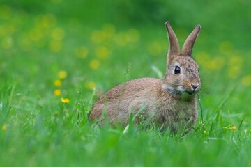 Closeup of an adorable fluffy rabbit in a green field
