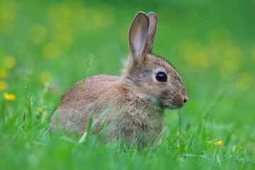 Closeup of an adorable fluffy rabbit in a green field