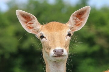 Closeup of an adorable deer in a forest