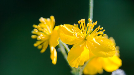 st. john's wort flowers , pictured in nature