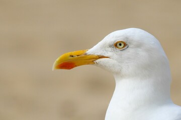 Closeup of a beautiful seagull on the shore of a sandy beach