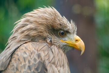 Closeup of a majestic eagle in a forest