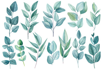 Watercolor eucalyptus leaves isolated on white background. leaves eucalyptus hand drawn