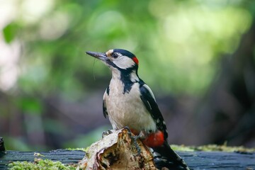 Closeup of a beautiful great spotted woodpecker on a wooden surface in a forest