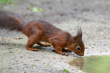 Closeup of a squirrel drinking water in a forest