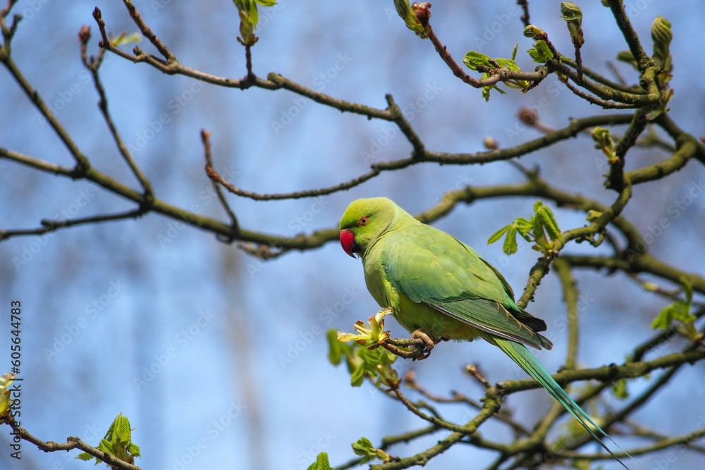 Sticker closeup of a cute parakeet sitting on a branch in a forest during sunrise