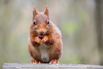 Fototapeta premium Closeup of a beautiful squirrel eating in a forest on a blurred background
