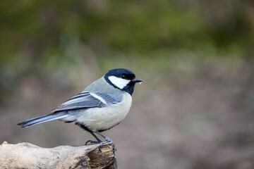 Fototapeta premium Closeup of a beautiful Great tit in a forest with blurred background
