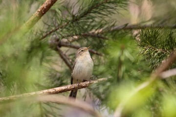 Closeup of a cute chiffchaff bird sitting on a branch in a forest during sunrise