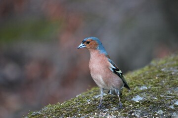 Closeup of a beautiful Common chaffinch in a forest with blurred background