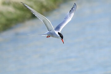 Closeup of an arctic tern mid flight