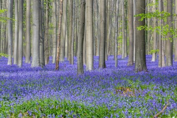 Beautiful flower field full of common bluebells surrounding the tall tree trunks