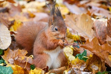 Closeup of a an adorable red squirrel, sciurus vulgaris holding a leaf, autumn foliage in a forest