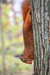 Vertical closeup of a furry red squirrel, sciurus vulgaris rodent climbing down a tree in a forest