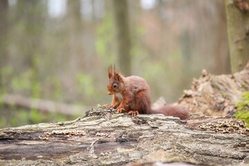 Closeup of a an adorable red squirrel, sciurus vulgaris captured in a forest