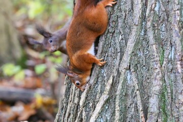 Closeup of red squirrels, Sciurus vulgaris rodents with ear tufts climbing down a tree in a forest