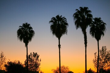 Obraz premium Silhouette of tall palm trees among smaller trees against the sunset sky