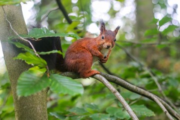 Obraz premium Closeup of an adorable red squirrel, sciurus vulgaris rodent sitting on a tree branch in a forest