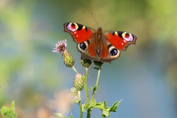 Fototapeta na wymiar Selective focus of a colorful peacock butterfly, Aglais io captured standing on a flowering plant