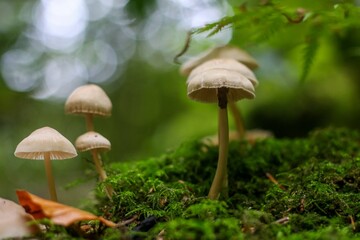 Closeup shot of woodland mushrooms with white caps growing near moss on an isolated background