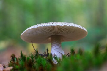 Macro shot of a white Smith's amanita fungus with a large cap growing near green plants