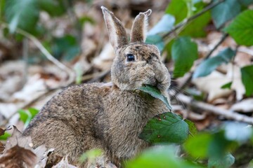 Closeup shot of a European rabbit with a brown fur eating a green leaf in a forest