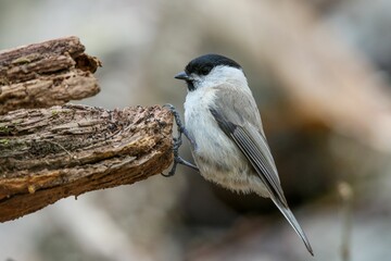 Closeup shot of a chickadee perched on wood in daylight on a blurred background