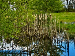 reeds in the lake