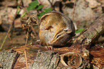 Closeup shot of a Siberian chipmunk on a tree branch in a forest