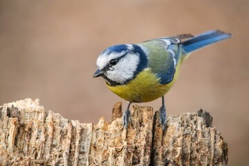 Fototapeta premium Closeup of a cute Cornwall blue tit on a blurred brown background in the wilderness