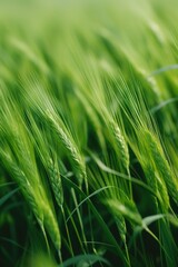 Naklejka premium Close up of a green wheat field in summer