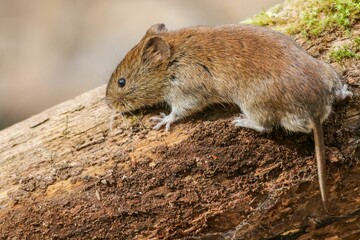 Closeup shot of a cute fluffy brown mouse on a tree on a blurred background