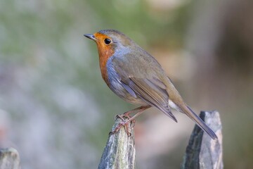 Obraz premium Shallow focus shot of a european robin perched on a fence