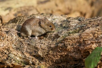 Closeup of a bank vole on wood in a forest under the sunlight with a blurry background