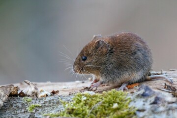 Closeup shot of a small street rat outdoor