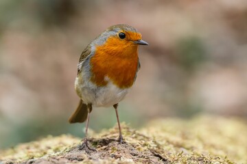 Closeup of a European robin (Erithacus rubecula) on a tree trunk against blurred background