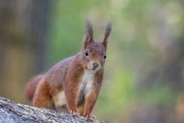 Closeup shot of the brown squirrel on the tree with a blurred background