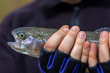 A healthy brook trout with a streamer being held in a man&rsquo;s hands.Still water trout fishing.