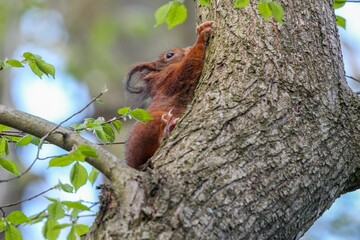 Obraz premium Closeup shot of the brown squirrel on the tree with a blurred background