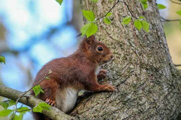 Closeup shot of the brown squirrel on the tree with a blurred background