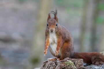 Closeup shot of the brown squirrel on the tree with a blurred background