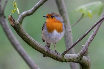 Fototapeta premium Closeup of a cute European robin (Erithacus rubecula) perched on the branch on blurred background