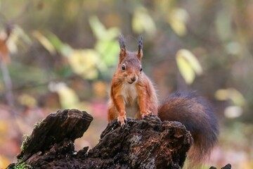 Closeup shot of an adorable red squirrel on a wooden log in a forest