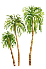 Watercolor Palm trees isolated on white background. hand painted coconut palm tree