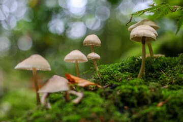 Group of mushrooms growing on the tree trunk with green moss