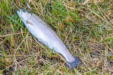 Still water trout fishing.A wild trout in a net.