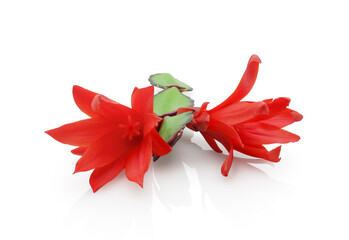 Red Schlumbergera flowers (Christmas cactus) on stem isolated on white background
