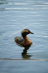 Vertical shot of a horned grebe duck swimming in a pond