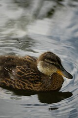 Vertical closeup shot of a brown mallard duck swimming in a pond