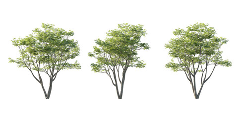 isolated cutout tall and big tree acer palmatum  in 3 different model option, best use for landscape design